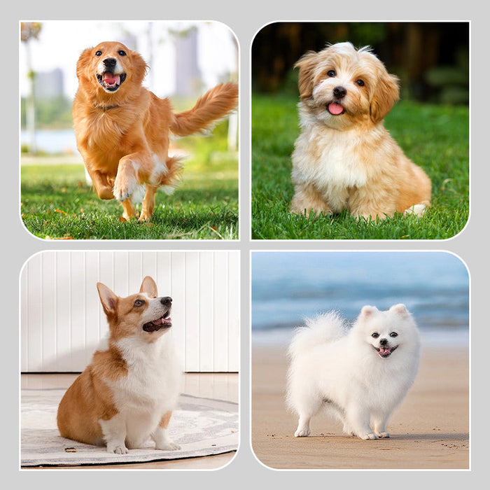 🐶2 pares de calcetines antideslizantes impermeables para perros-ES