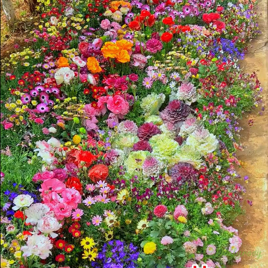 🔥Τελευταία ημέρα εκπτώσεων💐Μεικτοί σπόροι πολυετών λουλουδιών - πάνω από 60 μικτές ποικιλίες-GR