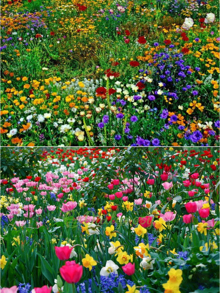🔥Τελευταία ημέρα εκπτώσεων💐Μεικτοί σπόροι πολυετών λουλουδιών - πάνω από 60 μικτές ποικιλίες-GR