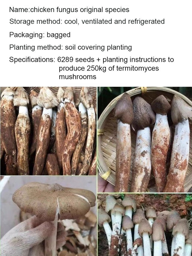 Auténtica variedad de hongo "Jizong"-ES