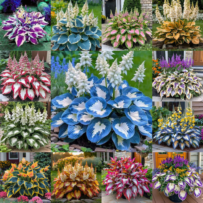 Belleza resistente: flores de hosta resistentes a la sombra y al frío-ES