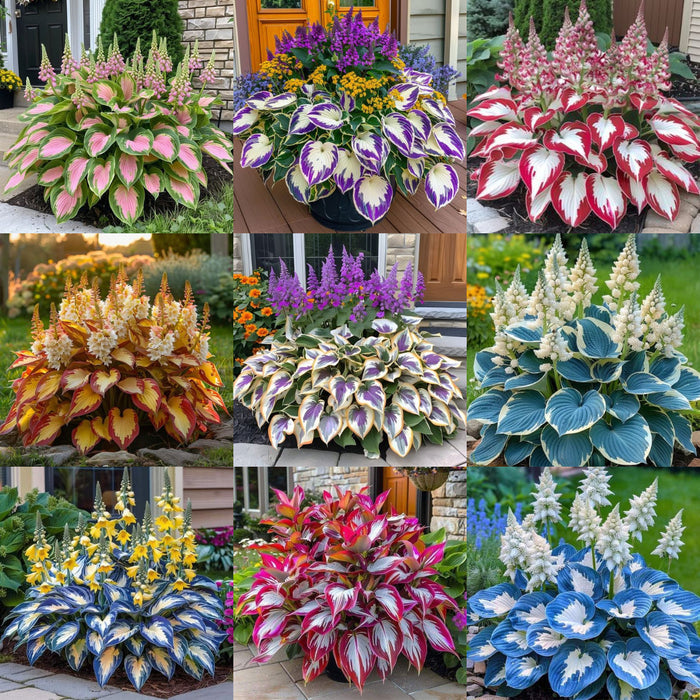 Belleza resistente: flores de hosta resistentes a la sombra y al frío-ES