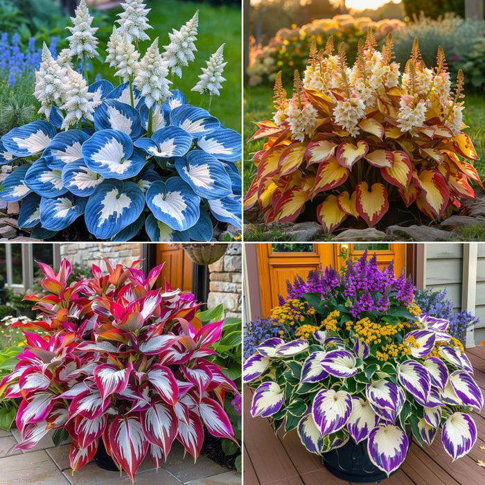 Belleza resistente: flores de hosta resistentes a la sombra y al frío-ES