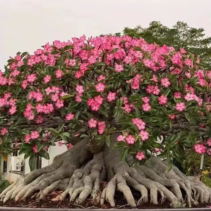 🔥Cultiva la Reina del Desierto: ¡ahora a precio reducido!🎁 😍Le encanta florecer, largo período de floración 🌵 Rosa del Desierto-ES