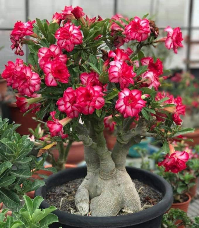 🔥Cultiva la Reina del Desierto: ¡ahora a precio reducido!🎁 😍Le encanta florecer, largo período de floración 🌵 Rosa del Desierto-ES