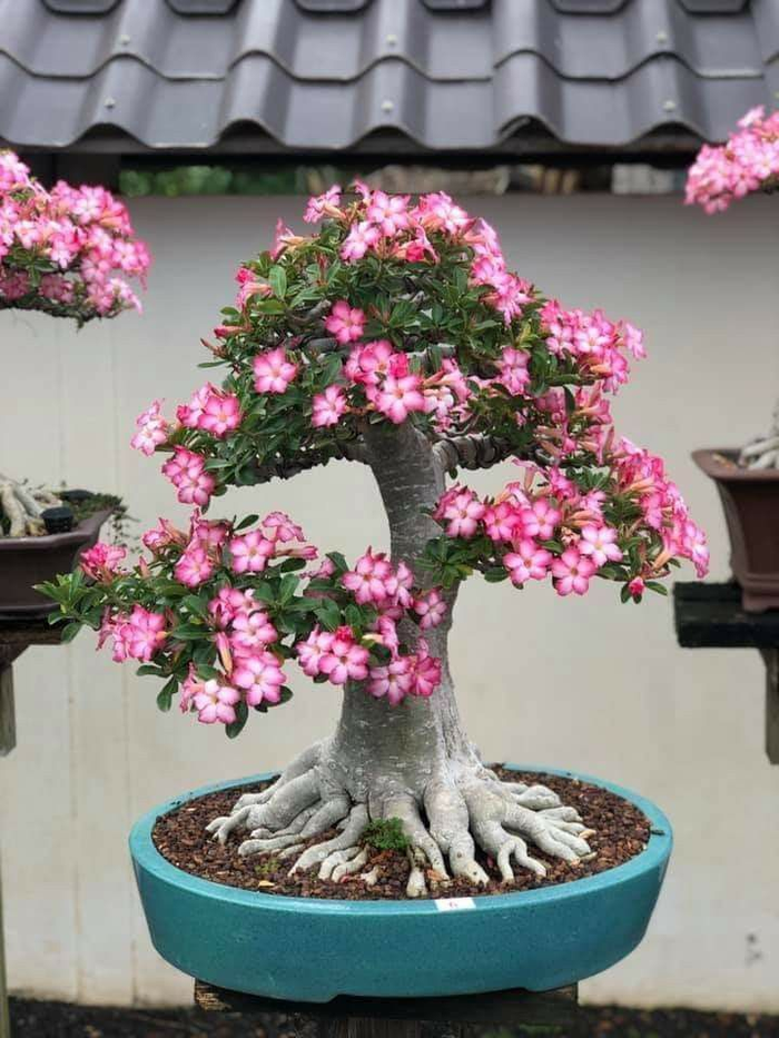 🔥Cultiva la Reina del Desierto: ¡ahora a precio reducido!🎁 😍Le encanta florecer, largo período de floración 🌵 Rosa del Desierto-ES