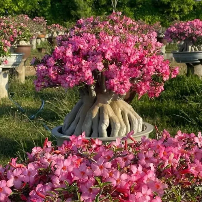 🔥Cultiva la Reina del Desierto: ¡ahora a precio reducido!🎁 😍Le encanta florecer, largo período de floración 🌵 Rosa del Desierto-ES