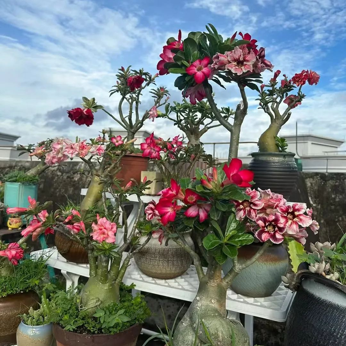 🔥Cultiva la Reina del Desierto: ¡ahora a precio reducido!🎁 😍Le encanta florecer, largo período de floración 🌵 Rosa del Desierto-ES