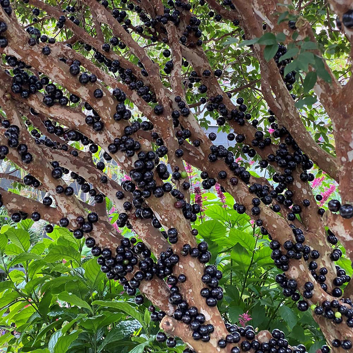 Jabuticaba vynuogių sėklos-LT