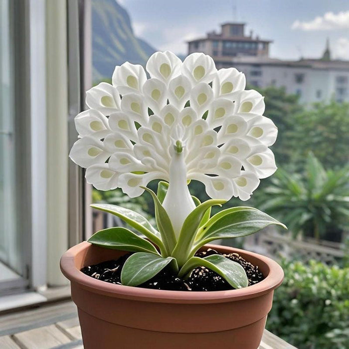 💠 “La reina de las flores fragantes: bulbos de orquídea pavo real para un jardín de lujo”-ES
