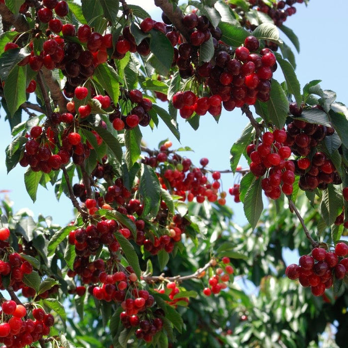 🏆MÁS DE 75.000 UNIDADES VENDIDAS!🌳Semillas de cereza — Cerezas deliciosas y frescas te esperan para que las cosechemos!-ES