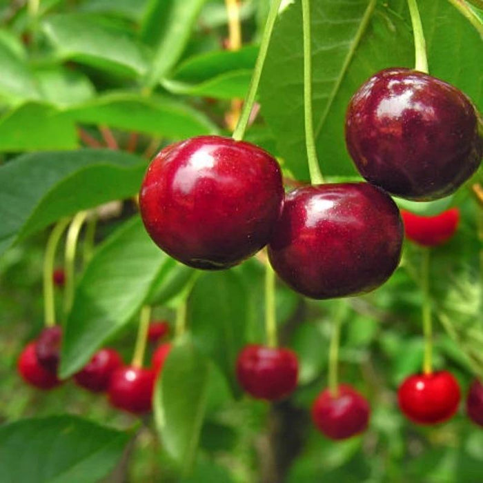 🏆MÁS DE 75.000 UNIDADES VENDIDAS!🌳Semillas de cereza — Cerezas deliciosas y frescas te esperan para que las cosechemos!-ES