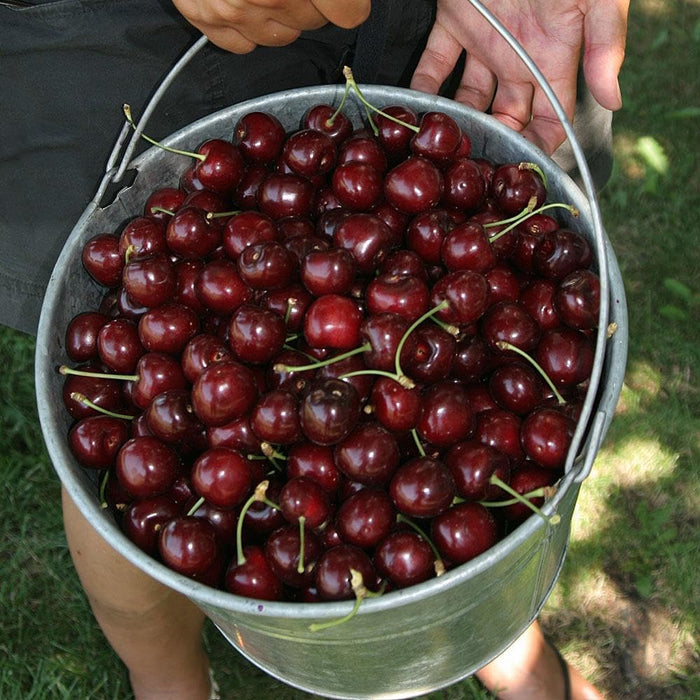 🏆MÁS DE 75.000 UNIDADES VENDIDAS!🌳Semillas de cereza — Cerezas deliciosas y frescas te esperan para que las cosechemos!-ES