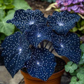 🌟Naktinė mėlynoji hosta – nuostabus jūsų namų papildymas! 🌟-LT