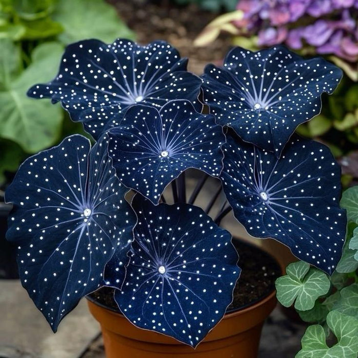 🌟Naktinė mėlynoji hosta – nuostabus jūsų namų papildymas! 🌟-LT