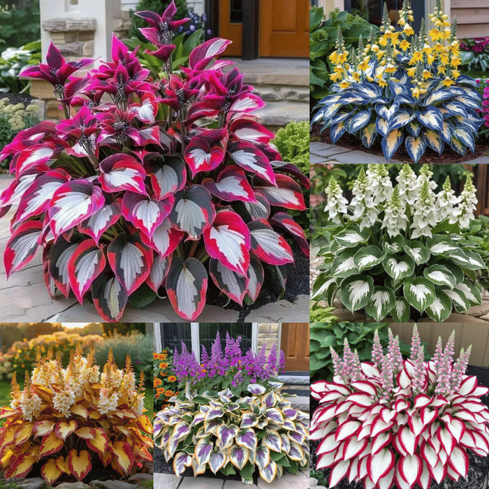 🎁Oferta especial 2025🍃Semillas de Hosta raras🌿-ES