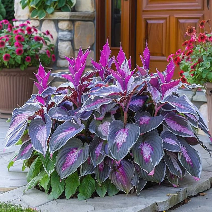 🎁Oferta especial 2025🍃Semillas de Hosta raras🌿-ES