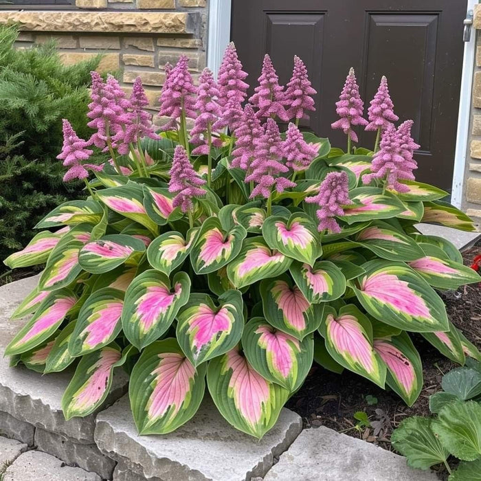 🎁Oferta especial 2025🍃Semillas de Hosta raras🌿-ES