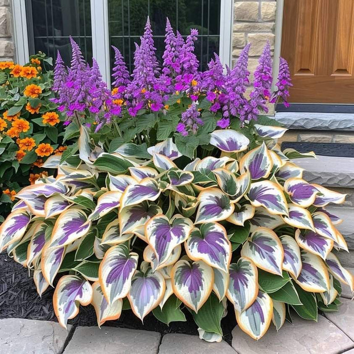 🎁Oferta especial 2025🍃Semillas de Hosta raras🌿-ES