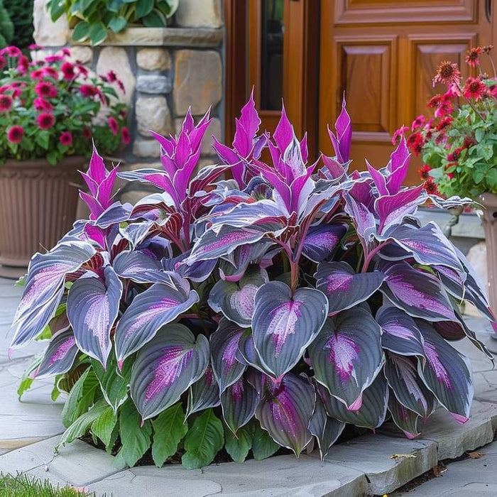 🎁Oferta especial 2025🍃Semillas de Hosta raras🌿-ES