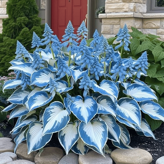 🎁Oferta especial 2025🍃Semillas de Hosta raras🌿-ES