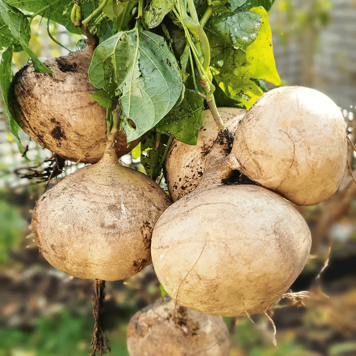 Oferta exclusiva💥Fruta crujiente rica, jugosa y nutritiva: jícama dulce para plantar en casa🍠-ES