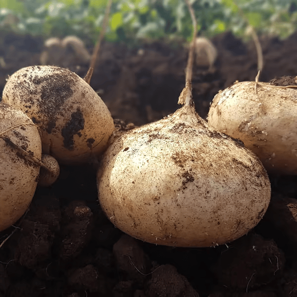 Oferta exclusiva💥Fruta crujiente rica, jugosa y nutritiva: jícama dulce para plantar en casa🍠-ES