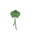 Green four-leaf clover patch on a black background