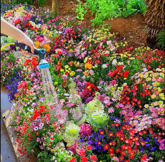 🔥Paskutinė išpardavimo diena💐Mišrių daugiamečių gėlių sėklos - daugiau nei 60 mišrių veislių-LT