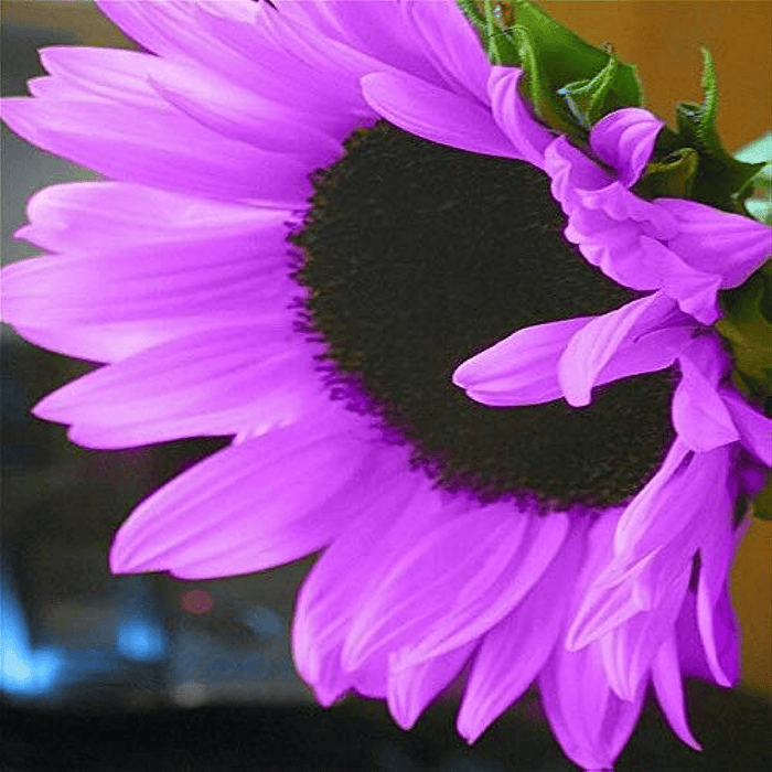 💜Retų saulėgrąžų augalų sodas - milžiniškos violetinės saulėgrąžų sėklos-LT