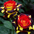Rosa rara 'Firebird' - Flor del amor--ES