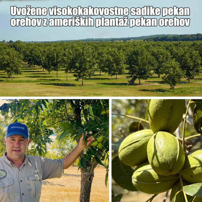 Sadike pekan orehov, uvožene iz Amerike-SI