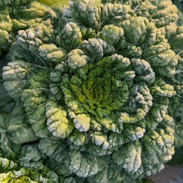 Semillas de Brassica Narinosa (WuTat Choy)-ES