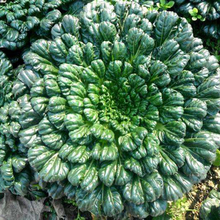 Semillas de Brassica Narinosa (WuTat Choy)-ES