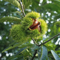 Semillas de castaño de Indias enano: frutos secos dulces y aromáticos-ES