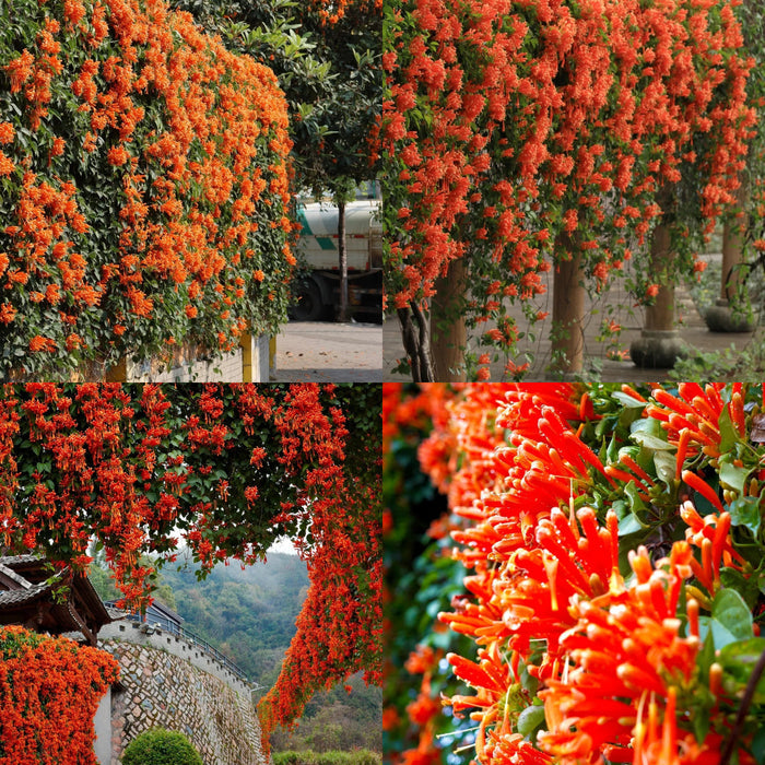 Semillas de flores de petardo-ES