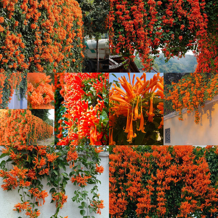 Semillas de flores de petardo-ES