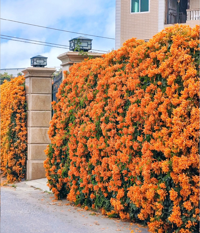Semillas de flores de petardo-ES