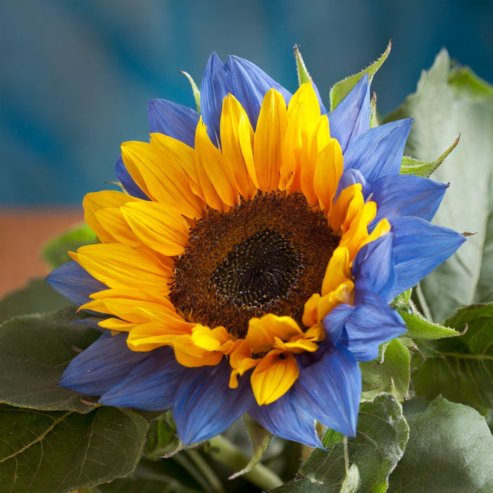 Semillas de girasol Midnight Blaze-ES