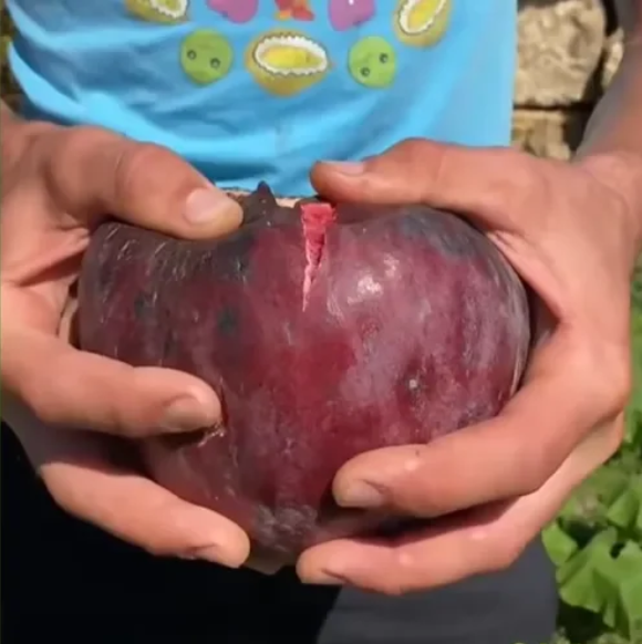 🍑Semillas de higo súper gigantes: llenas de dulzura de melocotón en cada bocado!🌟-ES