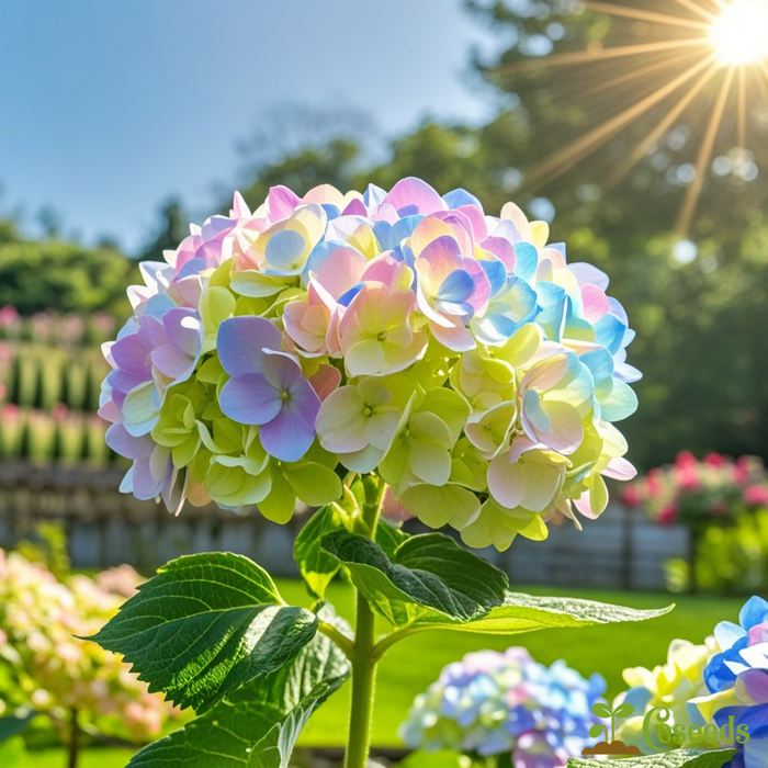 Semillas de hortensia de ensueño: un caleidoscopio de colores para tu jardín-ES