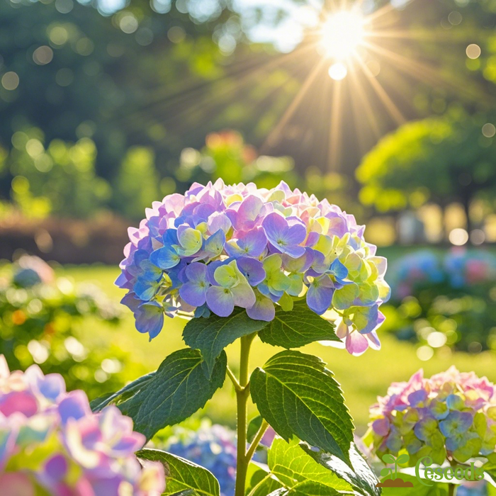 Semillas de hortensia de ensueño: un caleidoscopio de colores para tu jardín-ES