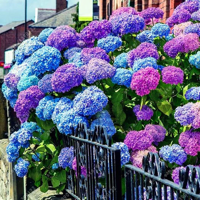 Semillas de hortensia: descubre la belleza de la naturaleza-ES