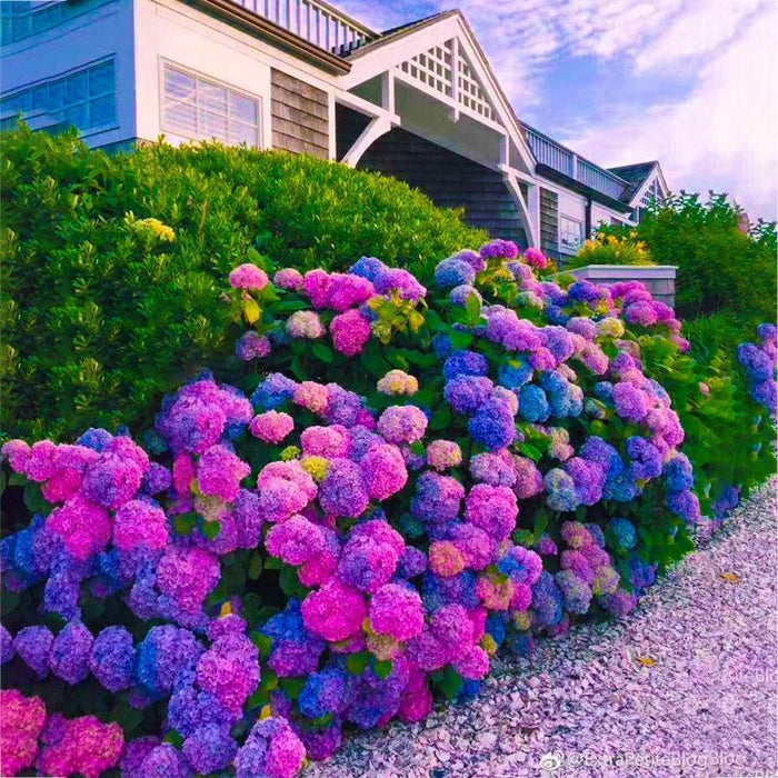 Semillas de hortensia: descubre la belleza de la naturaleza-ES