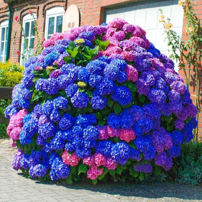 Semillas de hortensia: descubre la belleza de la naturaleza-ES