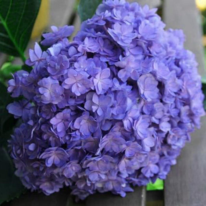 Semillas de hortensia: descubre la belleza de la naturaleza-ES