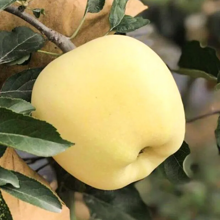 Semillas de manzana dorada, tasa de supervivencia del 90%-ES