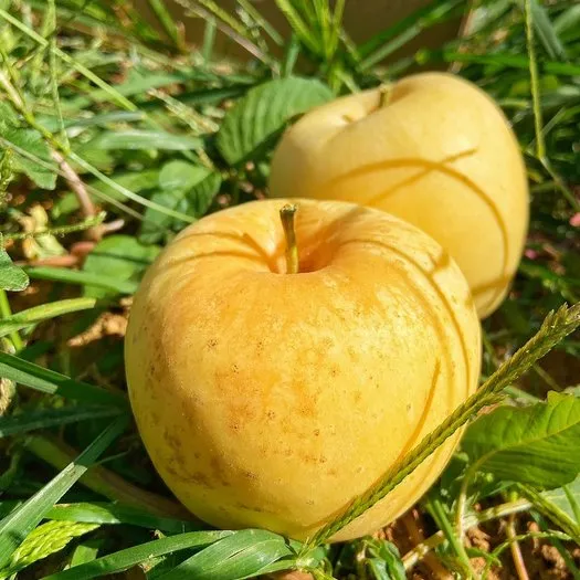 Semillas de manzana dorada, tasa de supervivencia del 90%-ES