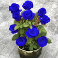 💙SEMILLAS DE ROSA ENCANTADORA AZUL✨-ES
