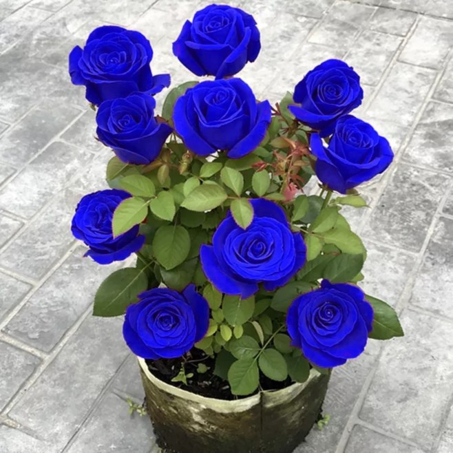 💙SEMILLAS DE ROSA ENCANTADORA AZUL✨-ES